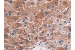 Detection of CYP26A1 in Human Liver Tissue using Polyclonal Antibody to Cytochrome P450 26A1 (CYP26A1)