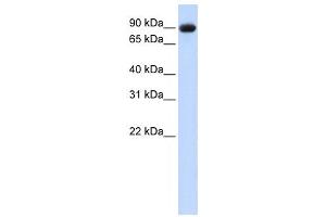 Western Blotting (WB) image for anti-Periostin (POSTN) antibody (ABIN2458592) (Periostin anticorps)