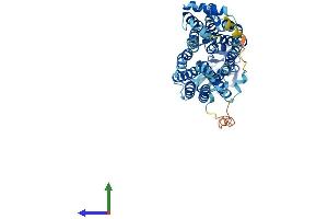 AlphaFold protein structure predicition of Human Recombinant SLC22A5 Protein, UniprotID O76082