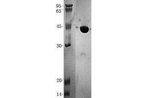 Validation with Western Blot