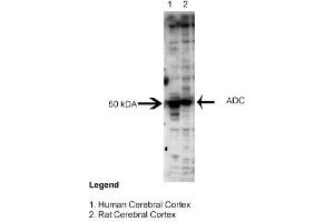 Sample Type: Human and Rat Cerebral CortexPrimary Dilution: 1:3000 (ADC anticorps  (Middle Region))