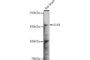 Western blot analysis of extracts of Rat brain, using ULK4 Rabbit pAb (ABIN6132771, ABIN6149925, ABIN6149926 and ABIN6223359) at 1:1000 dilution.
