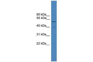 WB Suggested Anti-SHARPIN Antibody Titration: 0. (SHARPIN anticorps  (C-Term))