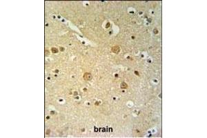 PKHH2 Antibody (C-term) (ABIN653730 and ABIN2843037) IHC analysis in formalin fixed and paraffin embedded brain tissue followed by peroxidase conjugation of the secondary antibody and DAB staining. (PLEKHH2 anticorps  (C-Term))