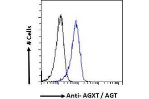 ABIN570702 Flow cytometric analysis of paraformaldehyde fixed HepG2 cells (blue line), permeabilized with 0. (AGXT anticorps  (Internal Region))