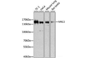 Western blot analysis of extracts of various cell lines using MKL1 Polyclonal Antibody at dilution of 1:1000. (MKL1 anticorps)