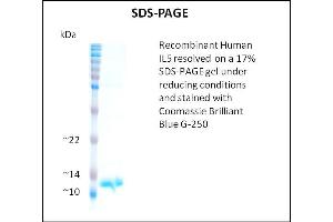 SDS-PAGE (SDS) image for Interleukin 5 (IL5) (Active) protein (ABIN5509847) (IL-5 Protéine)