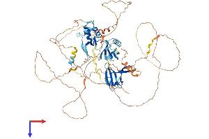 AlphaFold protein structure predicition of Mouse Recombinant Dvl2 Protein, UniprotID Q60838