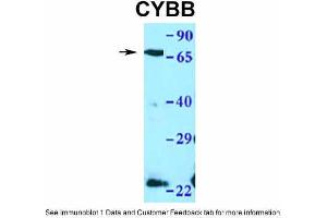 WB Suggested Anti-CYBB Antibody Titration: 1. (CYBB anticorps  (C-Term))