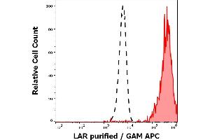 Separation of HeLa cells stained using anti-human LAR (W7C6) purified antibody (concentration in sample 1.