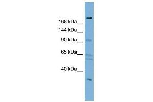 DIP2A antibody used at 1 ug/ml to detect target protein. (DIP2A anticorps)