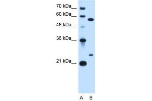 LOC728331 antibody used at 0. (LOC728331 anticorps  (N-Term))