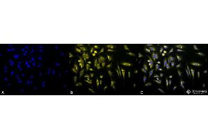 Immunocytochemistry/Immunofluorescence analysis using Rabbit Anti-KDEL Polyclonal Antibody . (KDEL anticorps  (FITC))