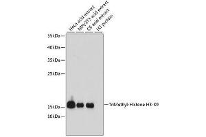 Western blot analysis of extracts of various cell lines, using TriMethyl-Histone H3-K9 antibody. (Histone 3 anticorps  (H3K9me3))