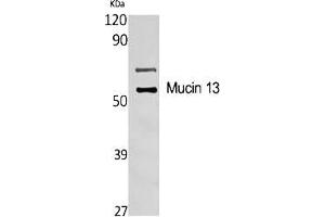 Western Blot analysis of various cells using Mucin 13 Polyclonal Antibody diluted at 1:1000.
