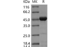Western Blotting (WB) image for Cell Division Cycle 37 Homolog (S. Cerevisiae) (CDC37) protein (ABIN7195023) (CDC37 Protéine)