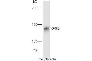 Mouse placenta lysate probed with Rabbit Anti-GRF2 Polyclonal Antibody, Unconjugated (ABIN2559496) at 1:300 in 4˚C. (Ras Protein-Specific Guanine Nucleotide-Releasing Factor 2 (RASGRF2) (AA 20-120) anticorps)