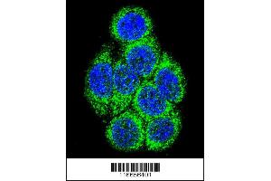 Confocal immunofluorescent analysis of CYP3A43 Antibody with 293 cell followed by Alexa Fluor 488-conjugated goat anti-rabbit lgG (green).