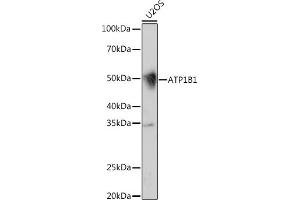 Western blot analysis of extracts of U2OS cells, using B1 Rabbit mAb (ABIN7265772) at 1:1000 dilution. (ATP1B1 anticorps)