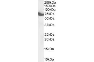 ABIN185335 (1µg/ml) staining of Mouse Brain lysate (35µg protein in RIPA buffer).