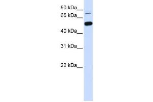 Western Blotting (WB) image for anti-SWI/SNF Related, Matrix Associated, Actin Dependent Regulator of Chromatin, Subfamily D, Member 1 (SMARCD1) antibody (ABIN2460036) (SMARCD1 anticorps)