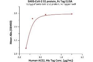 Immobilized SARS-CoV-2 S1 protein, Fc Tag (ABIN6992402) at 2 μg/mL (100 μL/well) can bind Human ACE2, His Tag (ABIN6952618,ABIN6952641) with a linear range of 0. (SARS-CoV-2 Spike S1 Protein (P.1 - gamma) (Fc Tag))