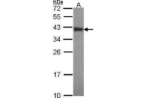 WB Image Sample (30 ug of whole cell lysate) A: H1299 12% SDS PAGE Anamorsin antibody antibody diluted at 1:1000