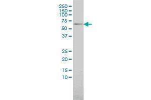 MAP3K7IP1 monoclonal antibody (M01), clone 2G9 Western Blot analysis of MAP3K7IP1 expression in 293 . (TAB1 anticorps  (AA 1-504))