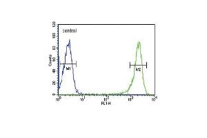 PSMB1 Antibody (C-term) (ABIN652802 and ABIN2842525) flow cytometric analysis of HL-60 cells (right histogram) compared to a negative control cell (left histogram).
