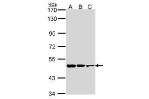 Image no. 1 for anti-Glutamate Decarboxylase 2 (Pancreatic Islets and Brain, 65kDa) (GAD2) (AA 353-556) antibody (ABIN467585) (GAD65 anticorps  (AA 353-556))