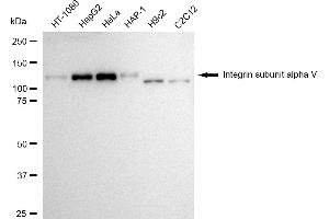Western blotting analysis using Integrin subunit alpha V antibody (ABIN7800943).
