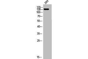 Western Blot analysis of 293 cells using ADAMTS-19 Polyclonal Antibody (ADAMTS19 anticorps  (Internal Region))
