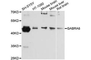 Western blot analysis of extracts of various cell lines, using GABRA6 antibody (ABIN6292938) at 1:3000 dilution.