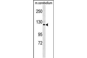 Western blot analysis in mouse cerebellum tissue lysates (35ug/lane).
