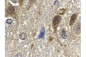 Immunohistochemistry of GbL in mouse brain tissue with GbL antibody at 10 μg/ml. (GBL anticorps)