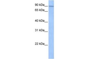 Western Blotting (WB) image for anti-Sad1 and UNC84 Domain Containing 1 (SUN1) antibody (ABIN2463303) (SUN1 anticorps)