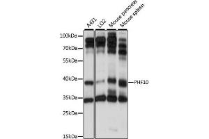 Western blot analysis of extracts of various cell lines, using PHF10 antibody (ABIN7269261) at 1:1000 dilution.