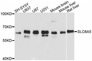 Western blot analysis of extracts of various cell lines, using SLC6A5 antibody. (SLC6A5 anticorps)