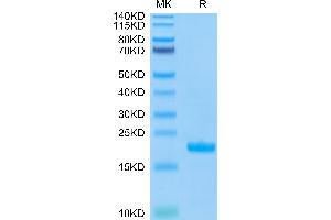SDS-PAGE (SDS) image for Tumor Necrosis Factor (Ligand) Superfamily, Member 10 (TNFSF10) (AA 114-281) protein (ABIN7275774)