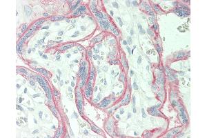 Human Placenta: Formalin-Fixed, Paraffin-Embedded (FFPE) This image was taken for the unmodified form of this product.