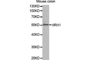 Western Blotting (WB) image for anti-Histamine Receptor H1 (HRH1) antibody (ABIN1680348) (HRH1 anticorps)