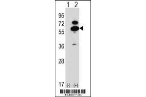 Western blot analysis of Oxsr1 using rabbit polyclonal Mouse Oxsr1 Antibody using 293 cell lysates (2 ug/lane) either nontransfected (Lane 1) or transiently transfected (Lane 2) with the Oxsr1 gene. (OXSR1 anticorps  (N-Term))