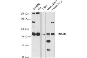 Western blot analysis of extracts of various cell lines, using MTMR1 antibody (ABIN7268763) at 1:1000 dilution. (MTMR1 anticorps)