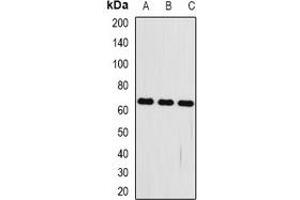 Western blot analysis of FRZB expression in mouse kidney (A), mouse heart (B), mouse brain (C) whole cell lysates. (FRZB anticorps)