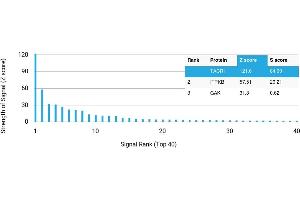 Protein Array (PAr) image for anti-Tachykinin Receptor 1 (TACR1) antibody (ABIN7455979)