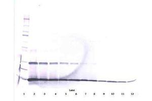 Image no. 2 for anti-Interleukin 9 (IL9) antibody (ABIN465895)
