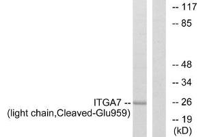 Western blot analysis of extracts from COS-7 cells, treated with etoposide (25uM, 1hour), using ITGA7 (light chain, Cleaved-Glu959) antibody. (ITGA7 anticorps  (Cleaved-Glu959))