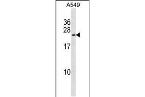 Western blot analysis in A549 cell line lysates (35ug/lane). (KCNMB1 anticorps  (AA 43-72))