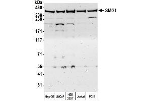 Western Blotting (WB) image for anti-pi-3-Kinase-Related Kinase SMG-1 (SMG1) (AA 1250-1300) antibody (ABIN7449171)