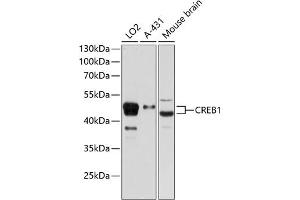 Western blot analysis of extracts of various cell lines, using CREB1 Rabbit pAb (ABIN7266053) at 1:1000 dilution.
